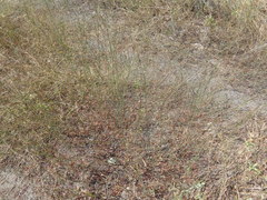 Polygonum equisetiforme