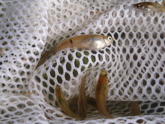 Phalloceros caudimaculatus