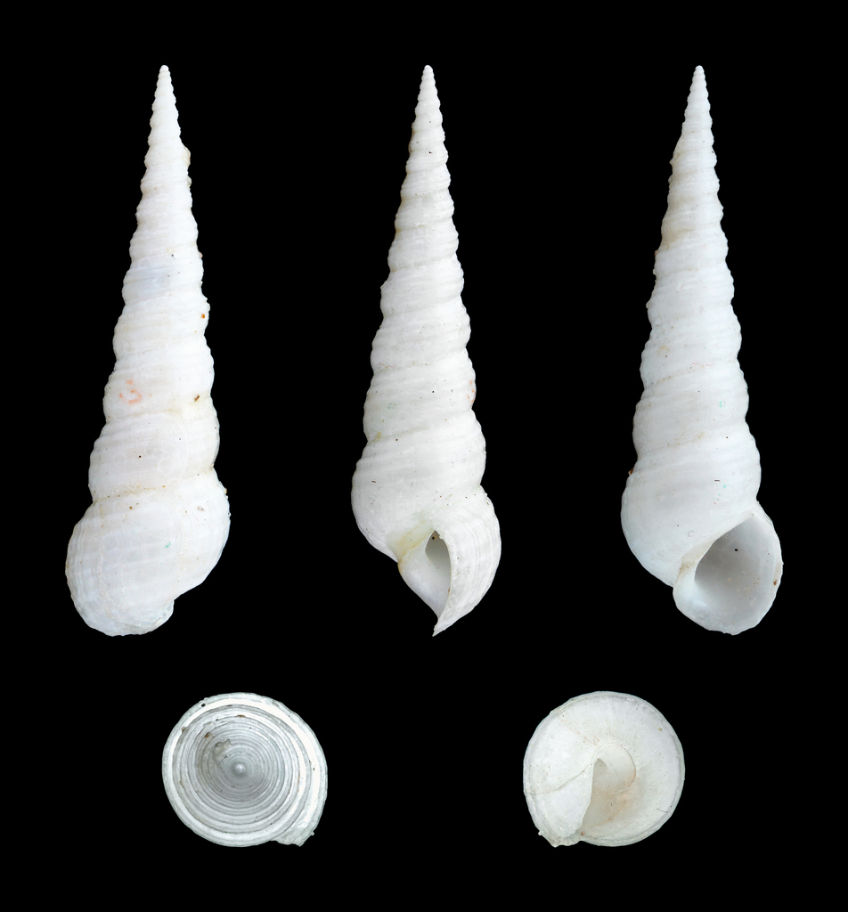 Mesalia mesal