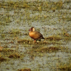 Amazonetta brasiliensis