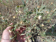 Centaurea trichocephala