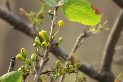 Ochna obtusata