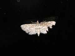 Metoeca nymphulalis