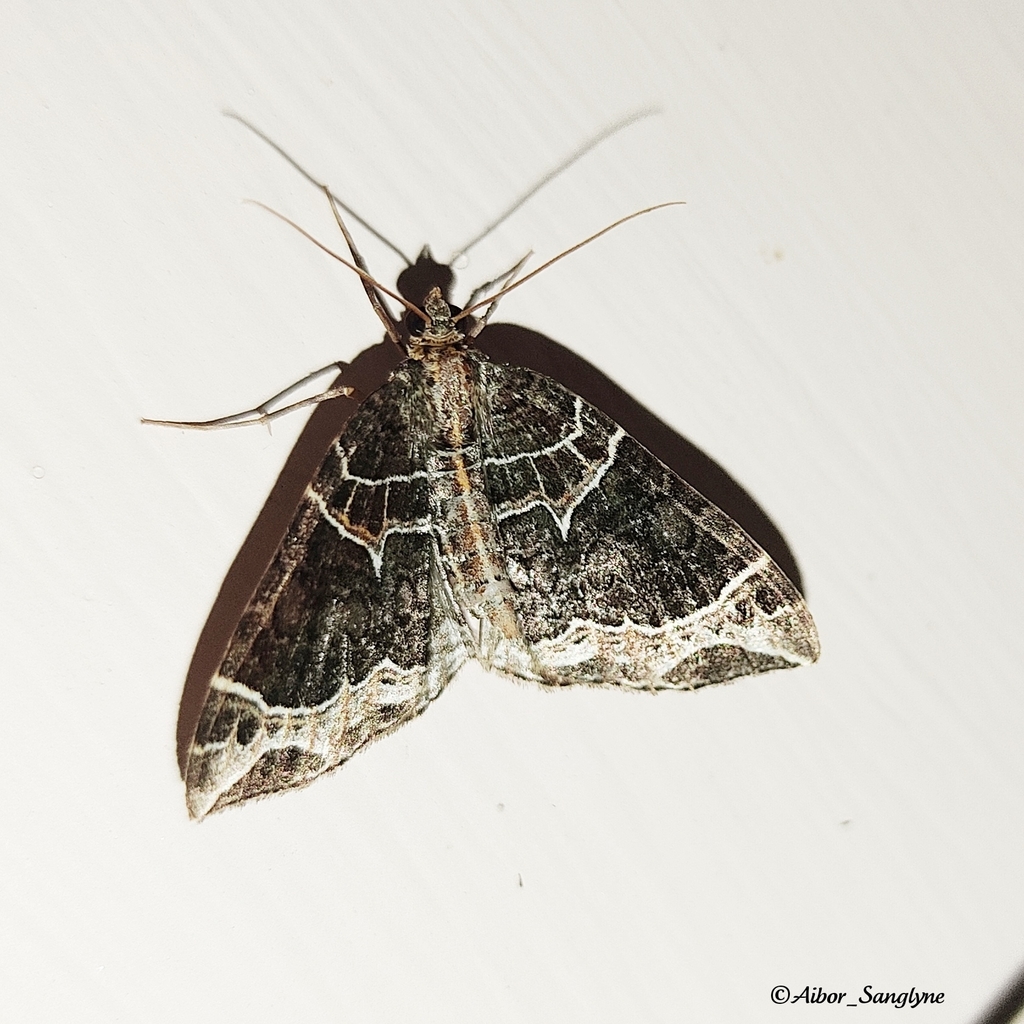 Ecliptopera dentifera