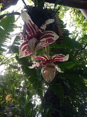 Stanhopea tigrina, photograph (c) J Alejandro González Castillo, some rights reserved (CC BY-SA)