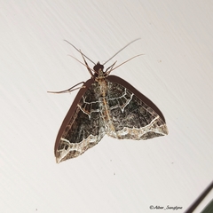 Ecliptopera dentifera