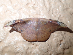 Oreta griseotincta