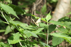 Abaeis mexicana