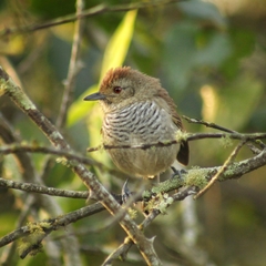 Thamnophilus ruficapillus