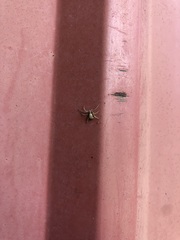 Philodromus marxi