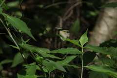 Abaeis mexicana