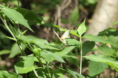 Abaeis mexicana