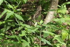 Abaeis mexicana