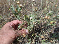 Centaurea trichocephala