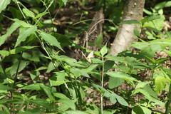 Abaeis mexicana