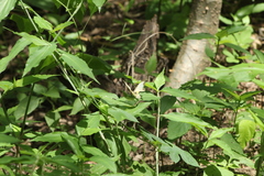 Abaeis mexicana