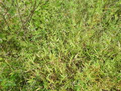 Dichanthelium scribnerianum