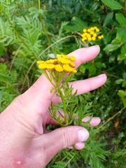 Tanacetum vulgare