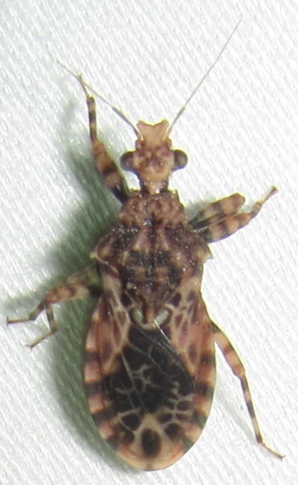 Cetherini
