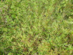 Dichanthelium scribnerianum