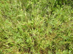 Dichanthelium scribnerianum