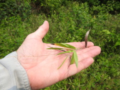 Dichanthelium scribnerianum