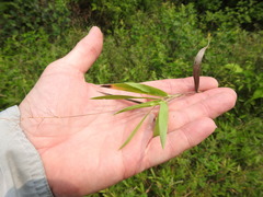 Dichanthelium scribnerianum