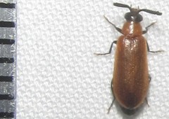 Physciolagria singularicornis