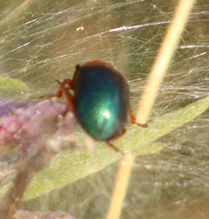Gastrophysa polygoni