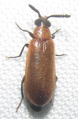 Physciolagria singularicornis