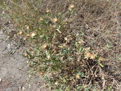 Centaurea trichocephala