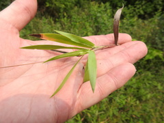 Dichanthelium scribnerianum