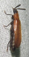 Physciolagria singularicornis