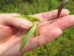Dichanthelium scribnerianum