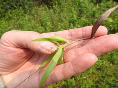 Dichanthelium scribnerianum