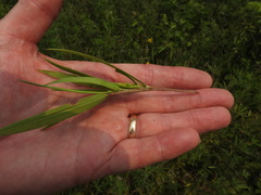 Dichanthelium scribnerianum