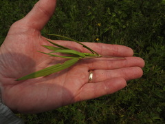 Dichanthelium scribnerianum