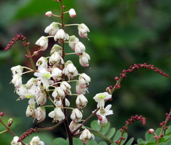 Pterolobium hexapetalum