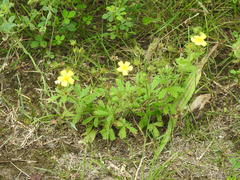 Potentilla inclinata