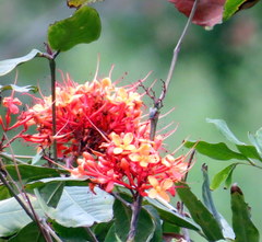 Saraca indica