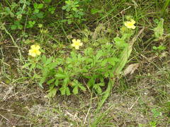 Potentilla inclinata