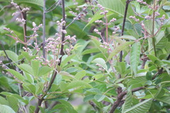 Vitex altissima