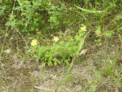 Potentilla inclinata