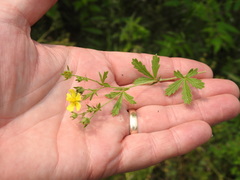 Potentilla inclinata