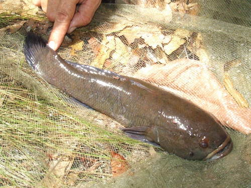 Sleepy Cod
