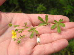 Potentilla inclinata