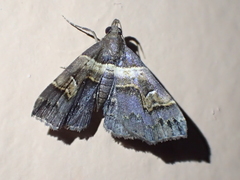 Bertula abjudicalis