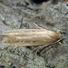 Limnaecia phragmitella - Photo (c) Krylenko VV, algunos derechos reservados (CC BY-NC), subido por Krylenko VV