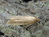 Shy Cosmet Moth - Photo (c) Krylenko VV, some rights reserved (CC BY-NC), uploaded by Krylenko VV