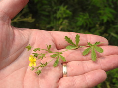 Potentilla inclinata